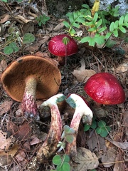 Exsudoporus