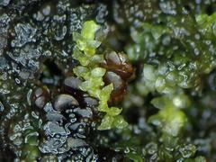Harpalejeunea ovata