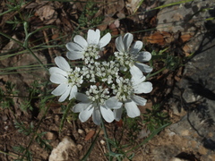 Orlaya grandiflora