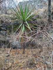Agave vivipara