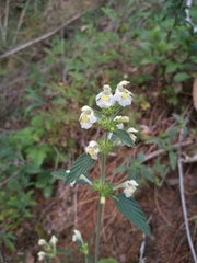 Galeopsis segetum
