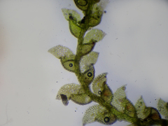 Harpalejeunea ovata