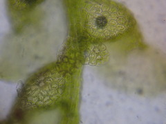 Harpalejeunea ovata