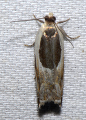Ancylis discigerana