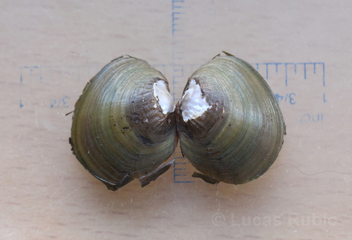 Rhipidodonta burroughiana