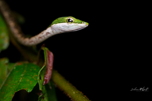 Bird Snake
