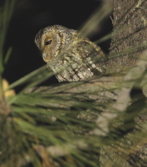 Psiloscops flammeolus