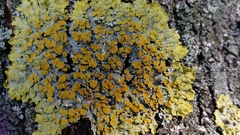Xanthoria parietina