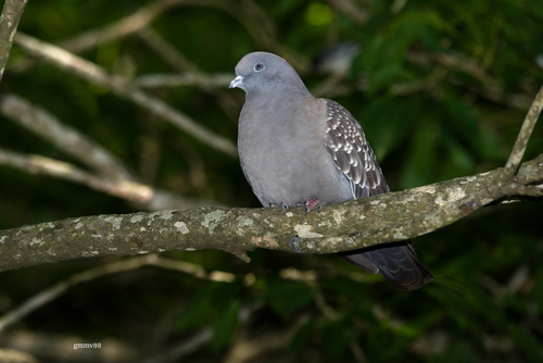 Spot-winged Pigeon