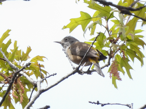 Colima Warbler (Leiothlypis crissalis), photo 4
