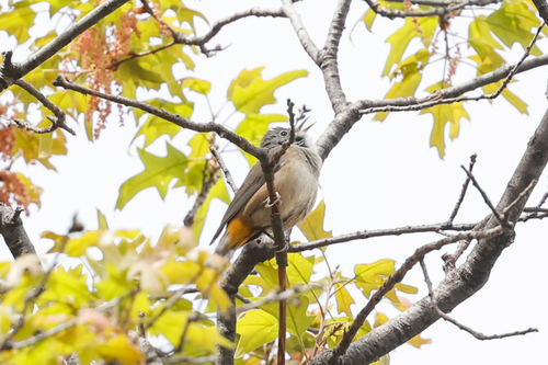 Colima Warbler (Leiothlypis crissalis), photo 10