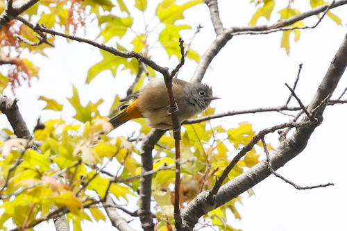 Colima Warbler (Leiothlypis crissalis), photo 9