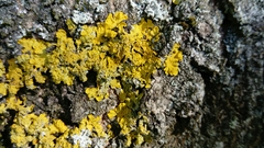 Xanthoria parietina
