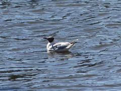 Chroicocephalus ridibundus