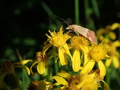 Pyrausta semirubralis