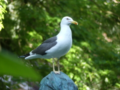 Larus fuscus