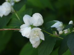 Philadelphus