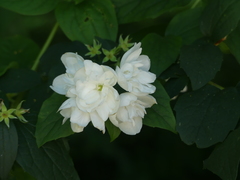 Philadelphus