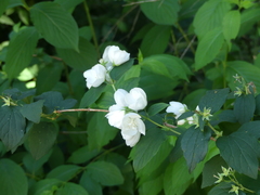Philadelphus