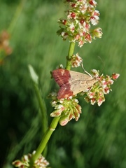 Pyrausta semirubralis