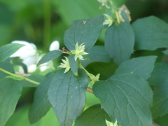 Philadelphus