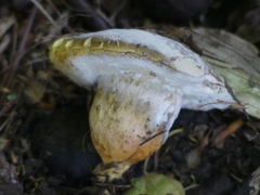 Fungi