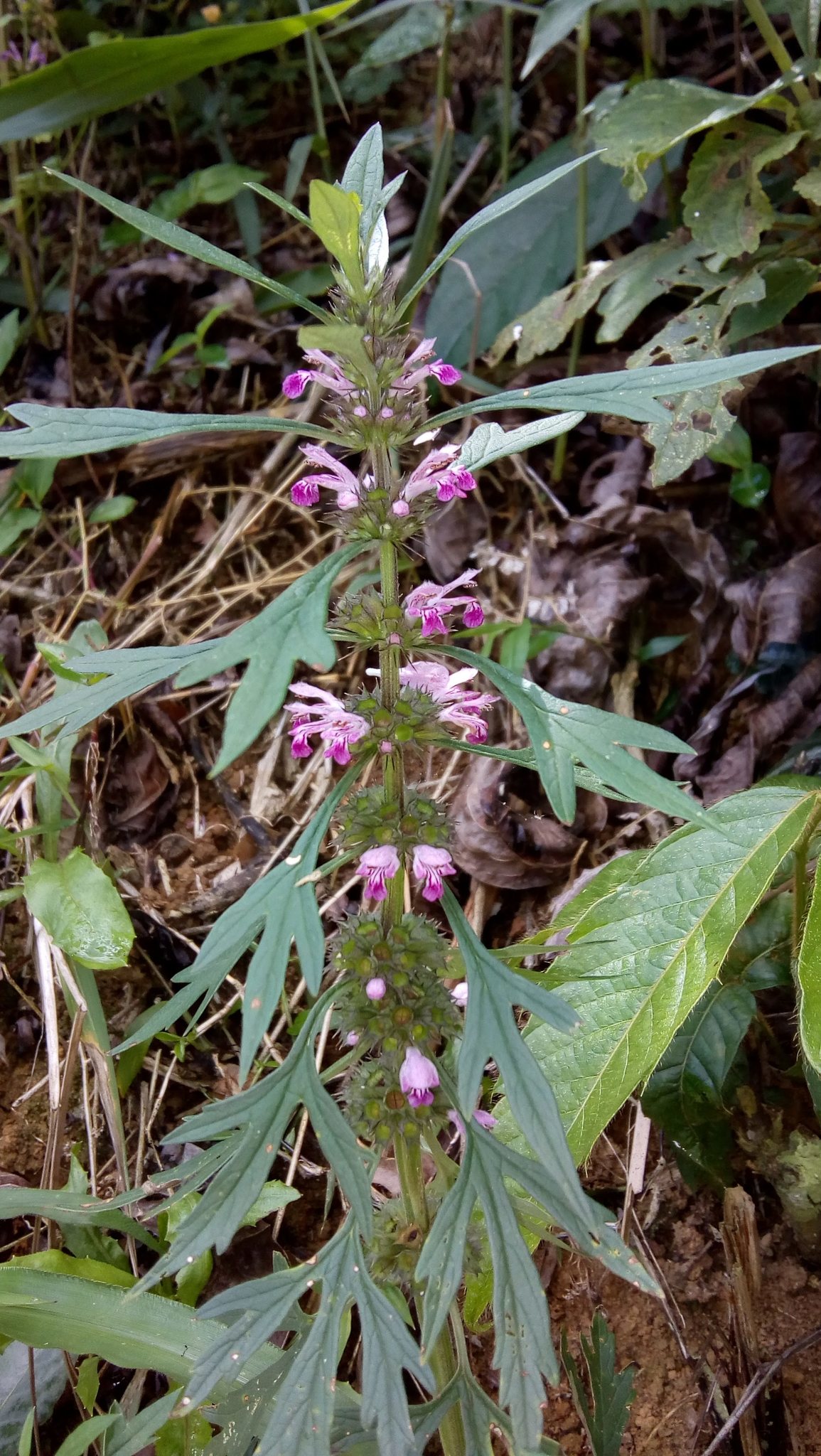 Leonurus japonicus