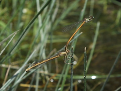 Platycnemis acutipennis
