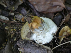 Fungi
