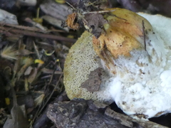 Fungi