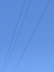 Falco sparverius