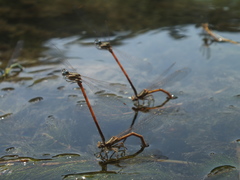 Platycnemis acutipennis