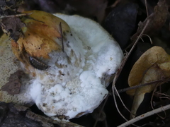 Fungi