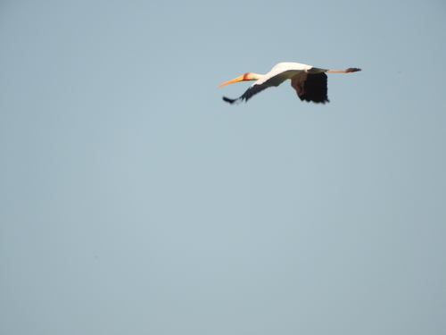 Mycteria ibis
