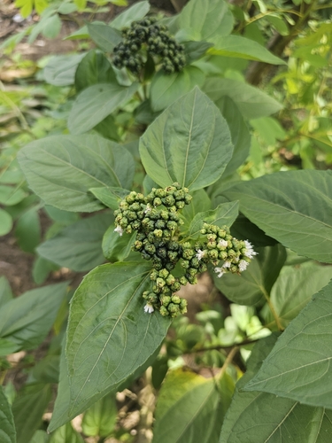 Barbasco (Clibadium sylvestre)