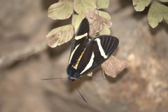 Seirocastnia tribuna