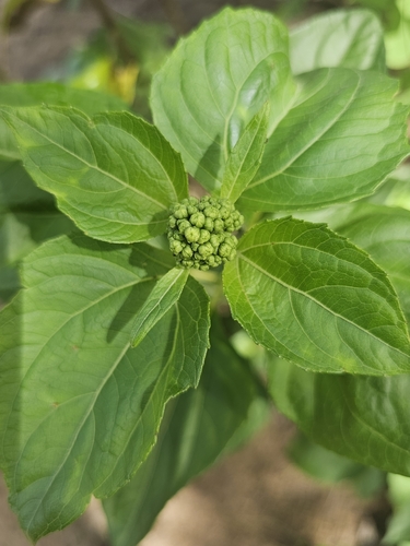 Image of Clibadium sylvestre by no rights reserved