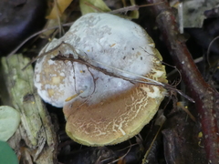 Fungi