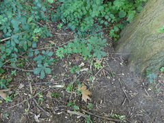 Fungi