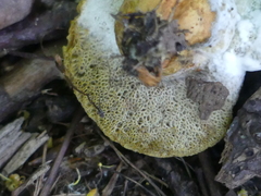 Fungi