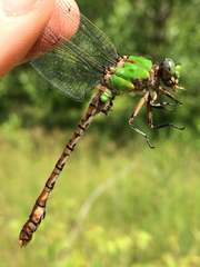 Ophiogomphus rupinsulensis