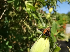 Trichopoda pictipennis