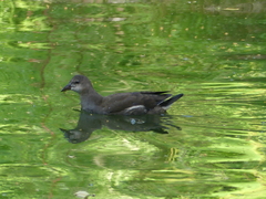 Gallinula chloropus