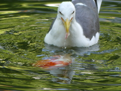 Larus fuscus