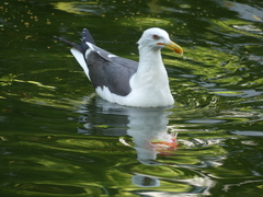 Larus fuscus