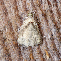 Olethreutes exoletum