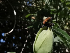 Trichopoda pictipennis