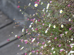 Erigeron karvinskianus