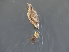 Anas platyrhynchos