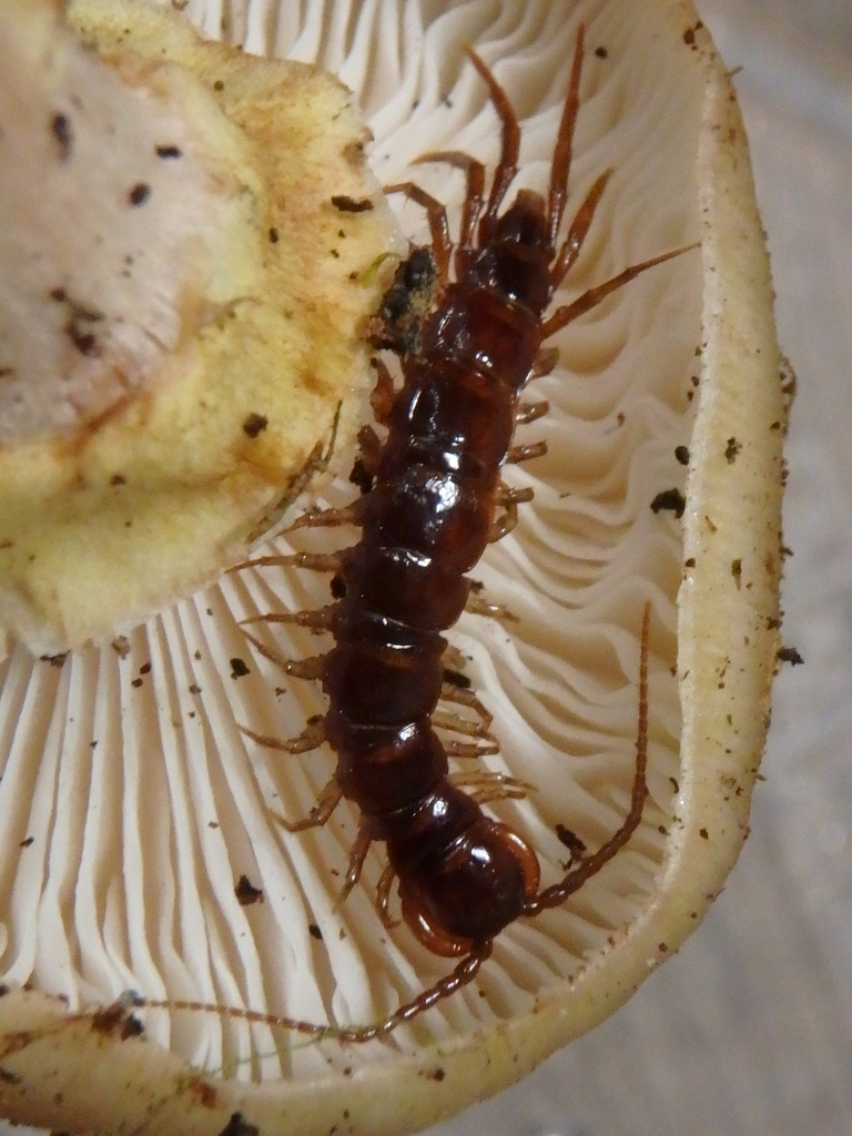 Lithobius striatus